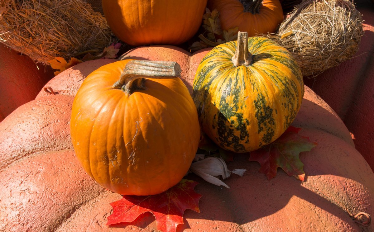 Autumn market, Náměstí Republiky