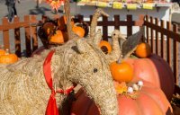 Autumn market, Náměstí Republiky