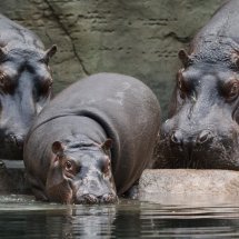 ZOO Prague